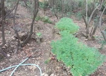 Μεγάλη φυτεία ινδικής κάνναβης εντοπίστηκε κοντά στα ελληνοαλβανικά σύνορα στη Θεσπρωτία