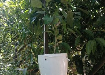 Βιολογική καταπολέμηση του μαύρου ακανθώδη αλευρώδη στην Π.Ε Πρέβεζας