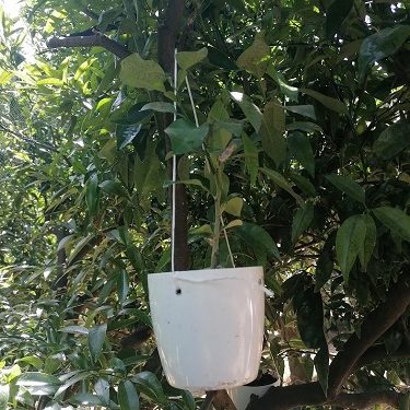 Βιολογική καταπολέμηση του μαύρου ακανθώδη αλευρώδη στην Π.Ε Πρέβεζας