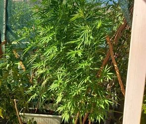 Ακόμα μία σύλληψη για καλλιέργεια ναρκωτικών στην Ήπειρο