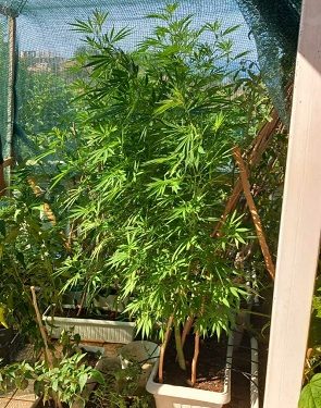 Ακόμα μία σύλληψη για καλλιέργεια ναρκωτικών στην Ήπειρο