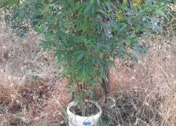 Καλλιεργούσε σε δασώδη περιοχή κοντά στο σπίτι του 11 δενδρύλλια κάνναβης