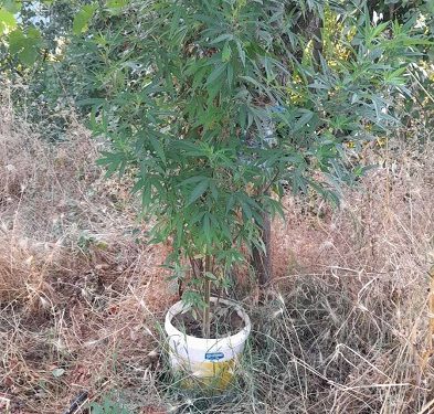 Καλλιεργούσε σε δασώδη περιοχή κοντά στο σπίτι του 11 δενδρύλλια κάνναβης