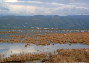 Ελληνική ορνιθολογική εταιρεία: Νέο πλήγμα για την ήδη επιβαρυμένη φύση του Αμβρακικού κόλπου