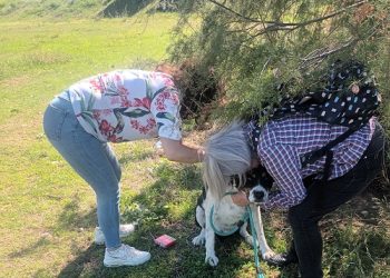 Παγκόσμια ημέρα ζώων – Δράσεις από το Δήμο Αρταίων για την προστασία και φροντίδα των αδέσποτων ζώων