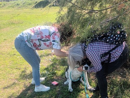 Παγκόσμια ημέρα ζώων – Δράσεις από το Δήμο Αρταίων για την προστασία και φροντίδα των αδέσποτων ζώων