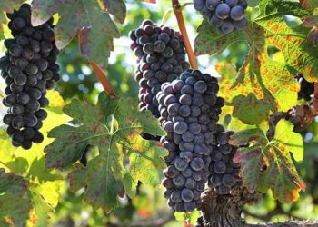 Πρόσκληση σε ημερίδα για την αποστακτική περίοδο 2024