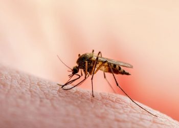 Σε επιφυλακή για τη λοίμωξη του ιού του δυτικού Νείλου