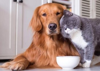 Μήνυμα του αρχηγού της Ελληνικής αστυνομίας, αντιστράτηγου Δημήτριου Μάλλιου για την παγκόσμια ημέρα των ζώων