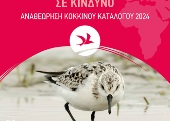 Ελληνική ορνιθολογική εταιρεία: Σήμα κινδύνου για τα μεταναστευτικά παρυδάτια πουλιά