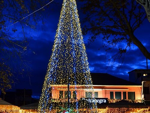 Το Χριστουγεννιάτικο δέντρο της ΔΩΔΩΝΗ φωτίζει και φέτος τα Ιωάννινα