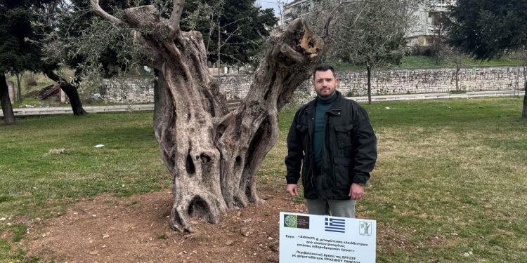 Ο δήμος Ιωαννιτών προχώρησε στη φύτευση 6 αιωνόβιων και υπεραιωνόβιων ελιών