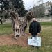 Ο δήμος Ιωαννιτών προχώρησε στη φύτευση 6 αιωνόβιων και υπεραιωνόβιων ελιών