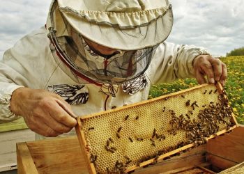 Νέο επιδοτούμενο πρόγραμμα Μελισσοκομίας από τον δήμο Πάργας