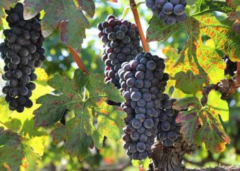 Ο σύλλογος αμβυκούχων & αμπελοκαλλιεργητών Ηπείρου κόβει την βασιλόπιτά του