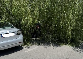 Πτώση δενδρου με καταπλάκωση 3 οχημάτων