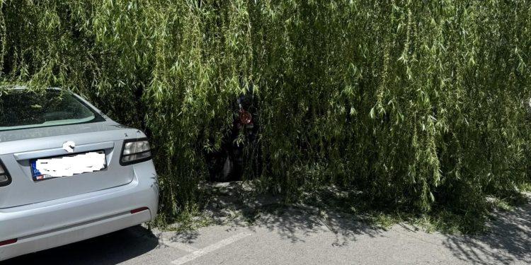 Πτώση δενδρου με καταπλάκωση 3 οχημάτων