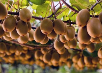 Δήμος Αρταίων: Έναρξη υποβολής δηλώσεων ΕΛΓΑ για απώλεια παραγωγής ακτινιδίων