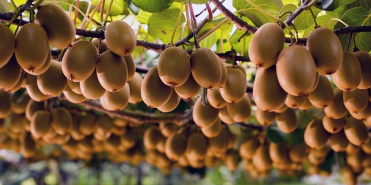 Δήμος Αρταίων: Έναρξη υποβολής δηλώσεων ΕΛΓΑ για απώλεια παραγωγής ακτινιδίων