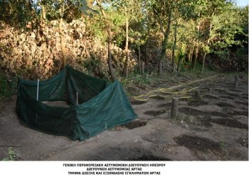 Εντοπίστηκε φυτεία αποτελούμενη συνολικά από 1.019 δενδρύλλια κάνναβης