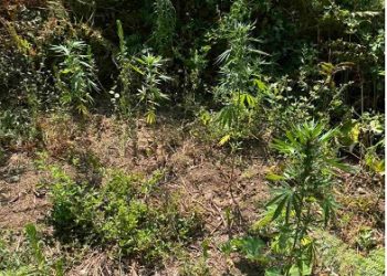 Συνελήφθη ημεδαπός σε περιοχή των Ιωαννίνων για καλλιέργειακαι διακίνηση ναρκωτικών