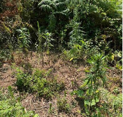 Συνελήφθη ημεδαπός σε περιοχή των Ιωαννίνων για καλλιέργειακαι διακίνηση ναρκωτικών