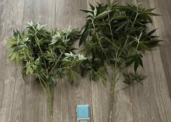 Συνελήφθη ημεδαπόςστα Ιωάννινα για καλλιέργεια ναρκωτικών