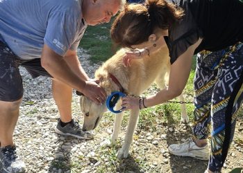 Πρόγραμμα ελέγχων και δωρεάν τσιπαρισμάτων σε κατοικίδια ζώα στις τοπικές κοινότητες