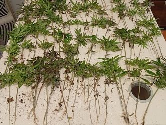 Ανευρέθηκε φυτεία με 120 δενδρύλλια κάνναβης σε δασική περιοχή των Ιωαννίνων