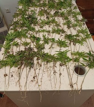 Ανευρέθηκε φυτεία με 120 δενδρύλλια κάνναβης σε δασική περιοχή των Ιωαννίνων