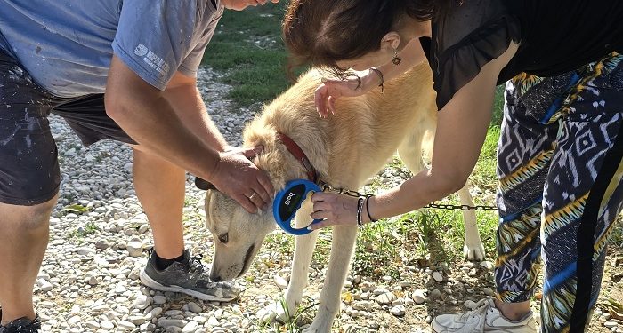 Πρόγραμμα δωρεάν τσιπαρισμάτων σε κατοικίδια ζώα στις τοπικές κοινότητες