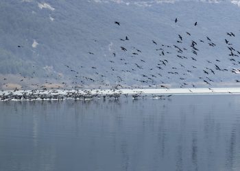 «Η σημασία των μόνιμων και εποχιακών λιμνίων της προστατευόμενης περιοχής Λίμνης Παμβώτιδας»