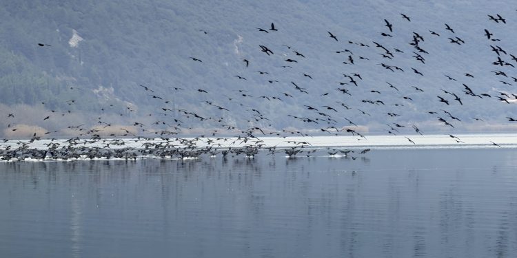 «Η σημασία των μόνιμων και εποχιακών λιμνίων της προστατευόμενης περιοχής Λίμνης Παμβώτιδας»