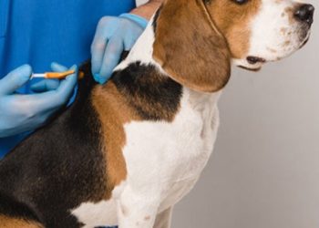 Πρόγραμμα ελέγχων και δωρεάν τσιπαρισμάτων σε κατοικίδια ζώα