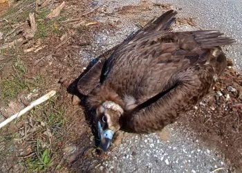 Ένα πρωτοφανές έγκλημα μαζικής δηλητηρίασης άγριας ζωής συγκλονίζει τη χώρα