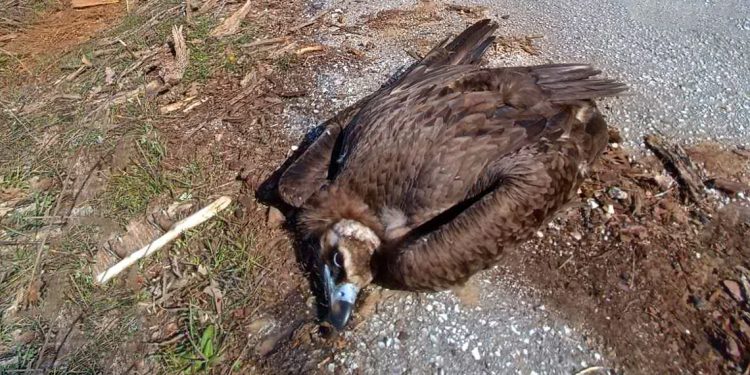 Ένα πρωτοφανές έγκλημα μαζικής δηλητηρίασης άγριας ζωής συγκλονίζει τη χώρα