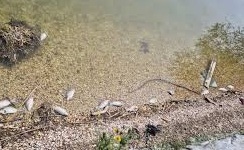 Διευκρινίσεις για το φαινόμενο των νεκρών ψαριών στη λίμνη