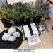 Συνελήφθη ημεδαπός για καλλιέργειακαι κατοχή ναρκωτικών σε περιοχή της Πρέβεζας