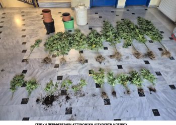Συνελήφθη ημεδαπός για καλλιέργειακαι κατοχή ναρκωτικών σε χωριό της Άρτας-Εκριζώθηκαν -20- δενδρύλλια κάνναβης