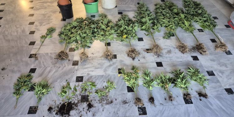 Συνελήφθη ημεδαπός για καλλιέργειακαι κατοχή ναρκωτικών σε χωριό της Άρτας-Εκριζώθηκαν -20- δενδρύλλια κάνναβης