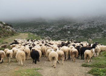 Πρόγραμμα διαχείρισης νεκρών ζώων από την Περιφέρεια Ηπείρου