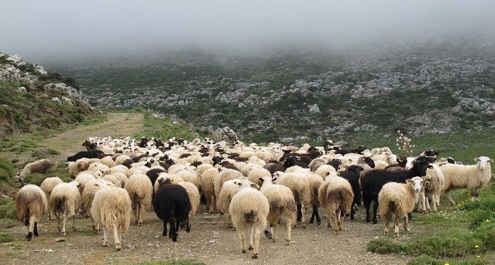 Πρόγραμμα διαχείρισης νεκρών ζώων από την Περιφέρεια Ηπείρου